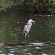 Découverte nature kayak