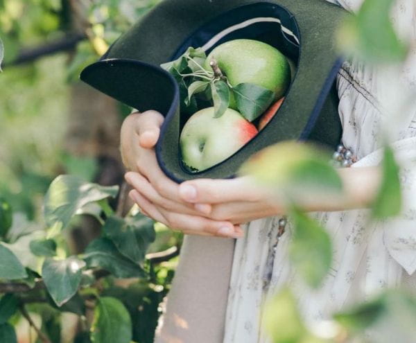 Cueillette des pommes