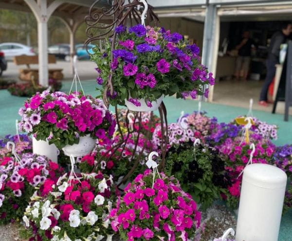 Fleurs des Frères Bruzzone