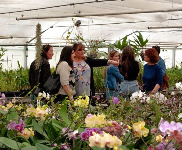 photos groupe orchidées