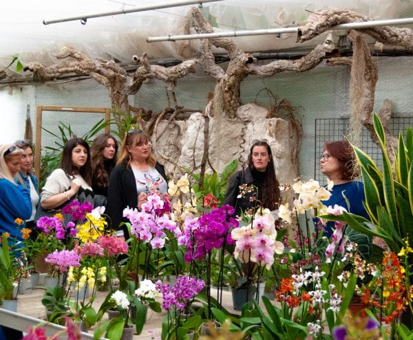 photos groupe orchidées