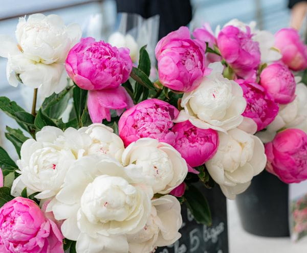 Pivoines