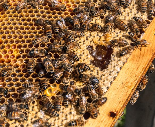 Abeilles
