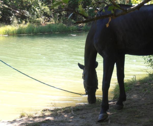 Balade à cheval: Haras des Villards