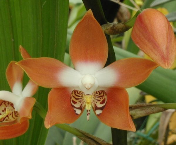 Le monde magique des orchidées