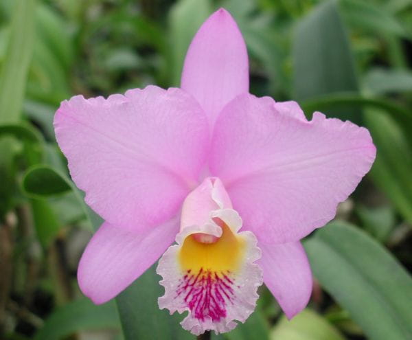 Le monde magique des orchidées